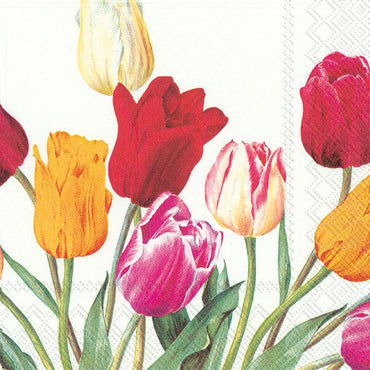 מפיות פרח הצבעוני - פנלופה